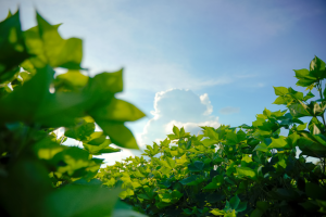China Issues New and Renewed Biosafety Certificates for GE and Gene-edited Crops