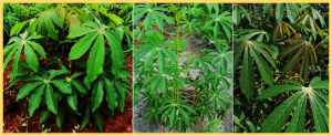 Genome-wide comparison reveals large structural variants in cassava landraces