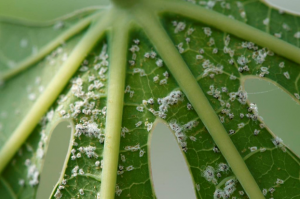 Genome-wide Analyses of Cassava Pathogenesis-related (PR) Gene Families Reveal Core Transcriptome Responses to Whitefly Infestation, Salicylic Acid and Jasmonic Acid