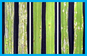 Pathogenicity of Rice Blast (Pyricularia oryzae Cavara) Isolates from Mekong River Delta, Vietnam