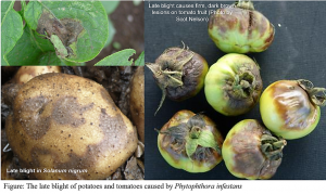 A review of biocontrol agents in controlling late blight of potatoes and tomatoes caused by Phytophthora infestans and the underlying mechanisms
