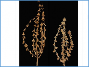 Identifcation and mapping of a recessive allele, dt3, specifying semideterminate stem growth habit in soybean 