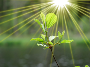 Next-level Microscopy Reveals More About Photosynthesis at Atomic Level