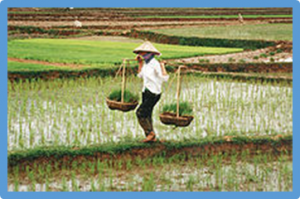 Consumer acceptance and valuation of quality-improved food products derived by genome editing technology. A case study of rice in Vietnam
