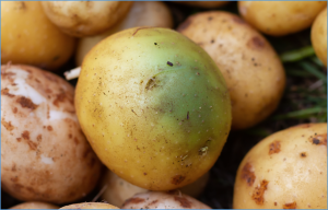 CRISPRi/dCas9-KRAB mediated suppression of Solanidine galactosyltransferase (sgt1) in Solanum tuberosum leads to the reduction in &alpha;-solanine level in potato tubers without any compensatory effect in &alpha;-chaconine.