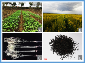 Genetic dissection of Brassica napus seed vigor after aging