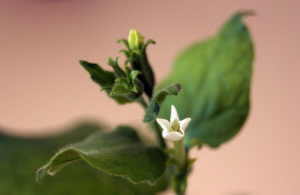 Scientists Genetically Engineer Plants to Produce Healthier Milk for Babies