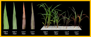 Genome-wide association studies dissect low-phosphorus stress response genes underling field and seedling traits in maize