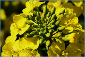 Genetic dissection of flowering time and fine mapping of qFT.A02-1 in rapeseed (Brassica napus L.)