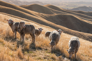 Scientists Develop Gene-edited Sheep with Enhanced Reproductive Performance