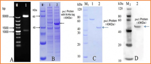 Breeding of virus-resistant transgenic sugarcane by the integration of the Pac1 gene