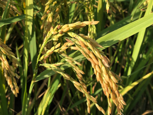 Transposable element polymorphisms improve prediction of complex agronomic traits in rice