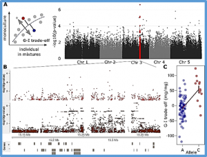 Increasing plant group productivity through latent genetic variation for cooperation