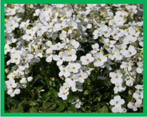 Genetic and molecular analysis of trichome development in Arabis alpina