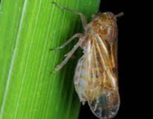 Damage of brown planthopper (BPH) Nilaparvata lugens and rice leaf folder (LF) Cnaphalocrocis medinalis in parent plants lead to distinct resistance in ratoon rice 
