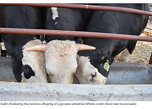 Hornless Cattle Now Possible Thanks to Genome-editing