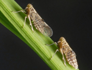 Combining next-generation sequencing and single-molecule sequencing to explore brown plant hopper responses to contrasting genotypes of japonica rice.