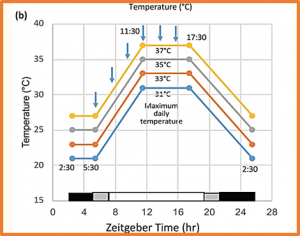 Heat Stress Responses and Thermotolerance in Maize