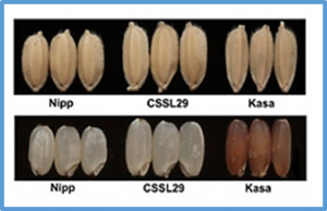 Genetically Modified Rice Is Associated with Hunger, Health, and Climate Resilience