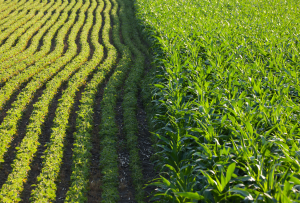 Tropic`s GEiGS&reg; Technology for the Development of Disease Resistant Corn and Soybeans