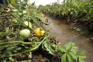 World Soil Day 2023 highlights link between soil and water, increasingly crucial in face of climate crisis