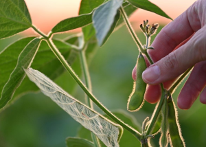CRISPR Improves Yield of Soybean in Temperate Regions