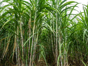 Pakistan Grants Approval for Cultivation of GM Sugarcane