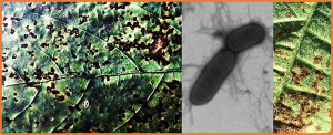 A single-nucleotide insertion in Rxp confers durable resistance to bacterial pustule in soybean