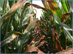The heat shock factor 20-HSF4-cellulose synthase A2 module regulates heat stress tolerance in maize