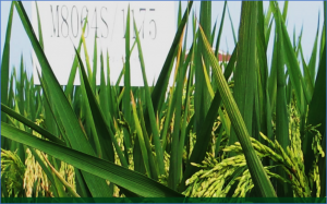 Hybrid rice + innovations: a path forward for climate-smart agriculture