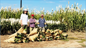 CABBI Researchers Develop Oil-Rich Sorghum