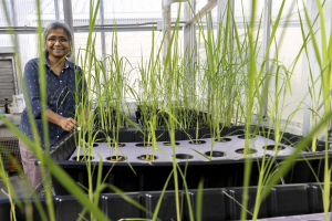 Gene Editing Rice to Withstand High Nighttime Temperature