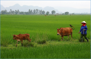 FAO champions implementation of 12 projects as The Pandemic Fund rolls out first round of financing