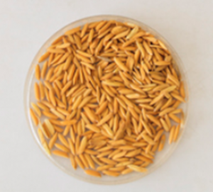 Rice Scientists Use CRISPR-Cas9 to Develop High-yielding Semi-dwarf Rice Lines