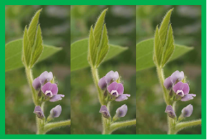 Glyceollin Transcription Factor GmMYB29A2 Regulates Soybean Resistance to Phytophthora sojae.