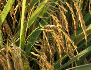 Improvement of nutrient use efficiency in rice: current toolbox and future perspectives