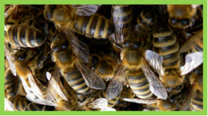 Developmental plasticity shapes social traits and selection in a facultatively eusocial bee