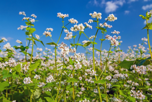 International Team Releases High-precision Genome Sequence of Buckwheat