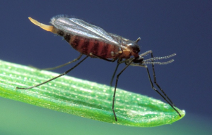 Identification of two novel Hessian fly resistance genes H35 and H36 in a hard winter wheat line SD06165