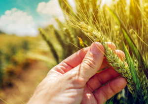 Argentina First in the World to Approve Drought Tolerant HB4&reg; Wheat