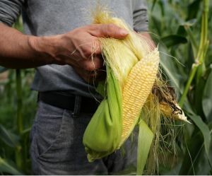 Gene Editing Used to Enhance Maize`s Plant Architecture and Drought Tolerance