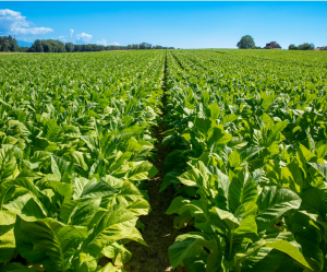 Gene-edited Tobacco Plants Are Now Seedless and Pollenless