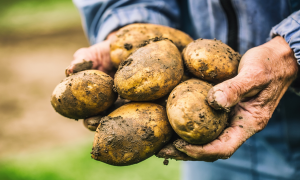 Researchers Take a Step Closer to Releasing the First Genetically Edited Potato in Latin America