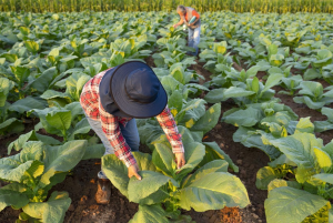 RNA Interference Controls Two Insect Pests in Tobacco Plants