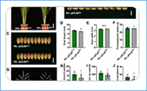  The wall-associated kinase GWN1 controls grain weight and grain number in rice