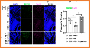 Intestinal Lactobacillus murinus-derived small RNAs target porcine polyamine metabolism