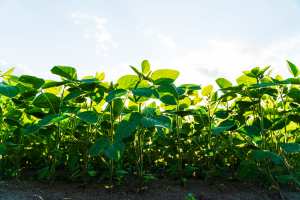 Researchers Fine Tune the Ability of Agrobacterium to Engineer Plants and Fungi