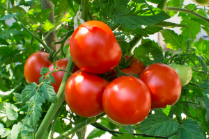 Scientists Identify Tomato Plants` Mechanism for Heat Tolerance