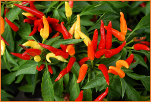 Pepper (Capsicum annuum L.) AP2/ERF transcription factor, CaERF2 enhances salt stress tolerance through ROS scavenging