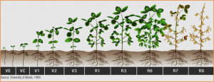 A genome-wide association study prioritizes VRN1-2 as a candidate gene associated with plant height in soybean